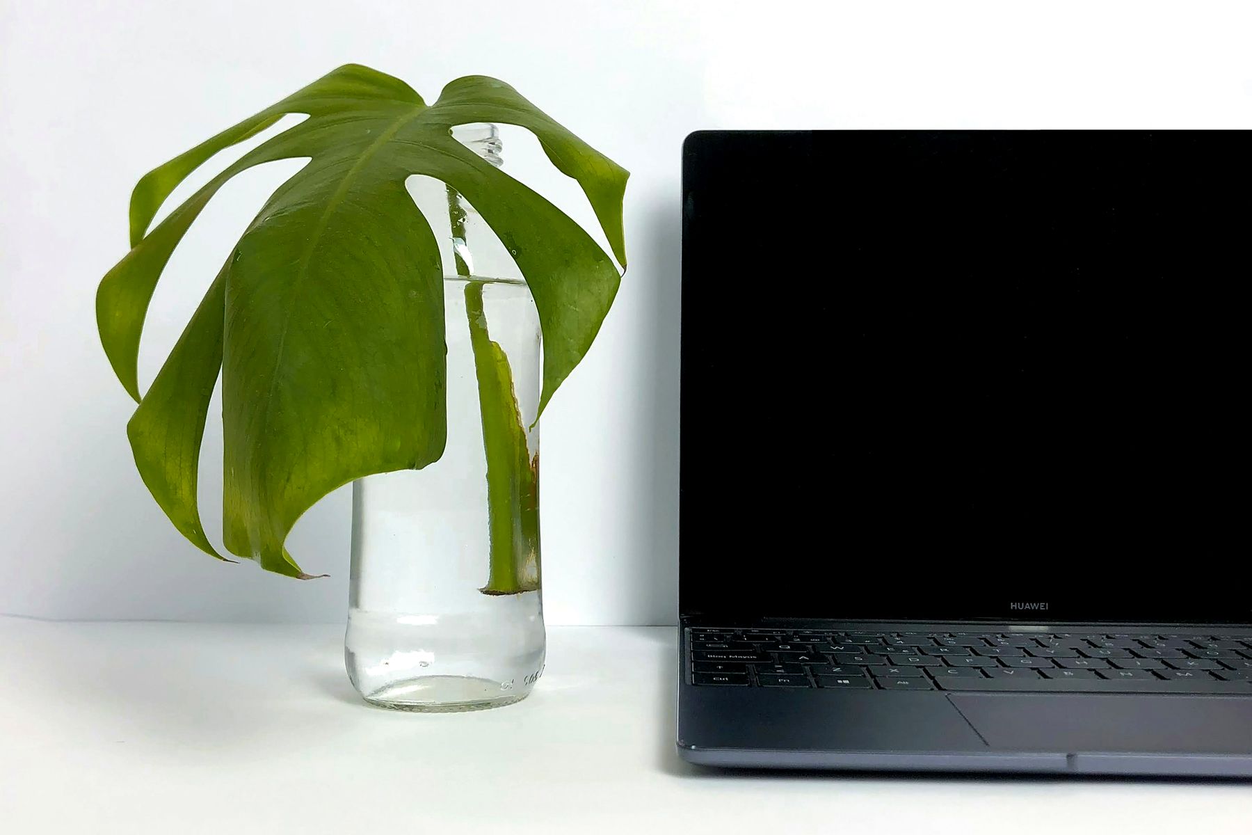 Bærbar og en grøn plante på et lyst bord