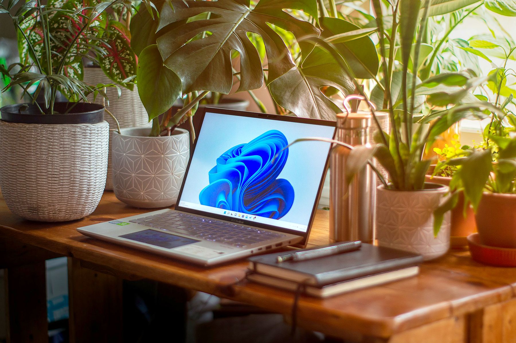 Bærbar med Windows 11 mellem grønne planter